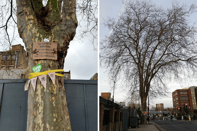 The plane tree is the only one of its size on the street, Ms Treverton says (Photo: Katy Treverton/NationalWorld)