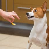 Dog owners warned not to follow a TikTok trend called 'Dogs vs. lemon' as it could cause your pet to choke. Stock image by Adobe Photos.