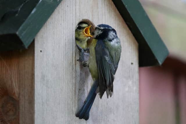 A blue tit fledgling being fed by its parent (Photo: PA Wire)