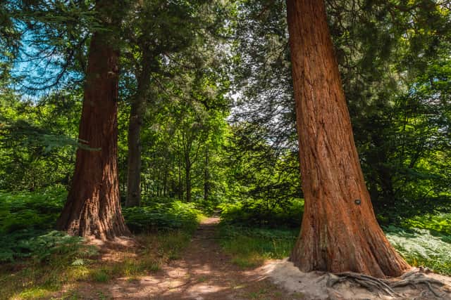 Giant redwoods might be struggling in the Americas, but they've adapted well to the British climate (Photo: Visual Air/RBG Kew/PA Wire)