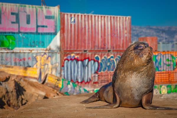 A South American sealion comes ashore in urban Chile, as seen in the new BBC nature programme Mammals (Photo: BBC/PA Wire)