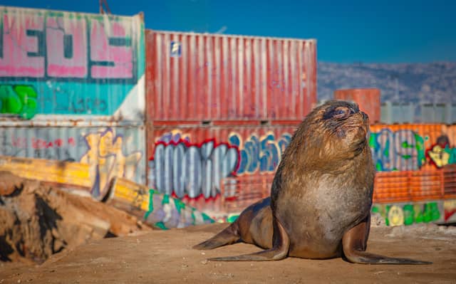 A South American sealion comes ashore in urban Chile, as seen in the new BBC nature programme Mammals (Photo: BBC/PA Wire)