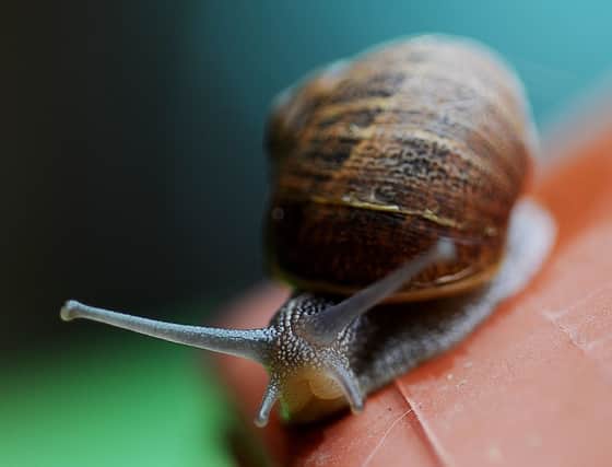 Gardeners are being urged to rethink their relationship with slugs and snails (Photo: PA Wire)