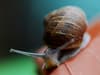 'Make friends with molluscs': British gardeners urged to learn to love 'secretly helpful' slugs and snails