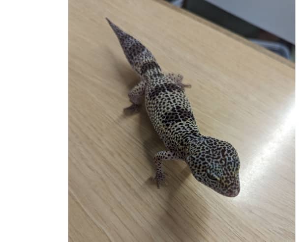 A leopard gecko that was found climbing a  bin outside McDonalds on North Finchley High Road in London Picture: RSPCA