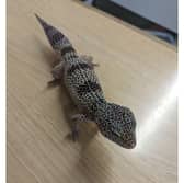 A leopard gecko that was found climbing a  bin outside McDonalds on North Finchley High Road in London Picture: RSPCA