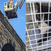 The young cat was trapped 45 feet above the ground (Photo: RSPCA/Supplied)