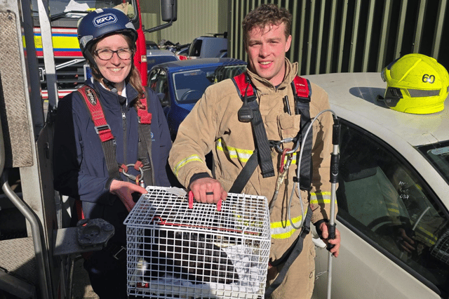 The fire service said it was one of the more unusual rescues it had helped with (Photo: RSPCA/Supplied)