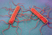 Listeria monocytogenes bacterium, computer illustration. L. monocytogenes is the causative agent of the human disease listeriosis. Listeriosis is contracted through contaminated food. 
