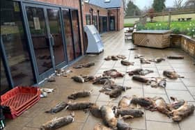 Dozens of dead animals have been dumped outside a village shop in Hampshire with blood and guts smeared over the windows. (Photo: Raptor Persecution UK)