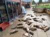 Broughton Hampshire: Dozens of dead animals found in disturbing discovery outside village shop with blood smeared over windows