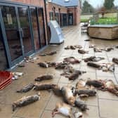 Dozens of dead animals have been dumped outside a village shop in Hampshire with blood and guts smeared over the windows. (Photo: Raptor Persecution UK)