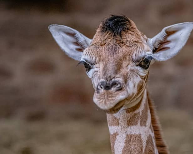 A baby Rothschild's giraffe born at Chester Zoo on March 12 already weighs more than 70kg and stands at 6ft (1.8m) tall Picture: Chester Zoo / SWNS