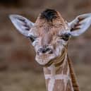 A baby Rothschild's giraffe born at Chester Zoo on March 12 already weighs more than 70kg and stands at 6ft (1.8m) tall Picture: Chester Zoo / SWNS