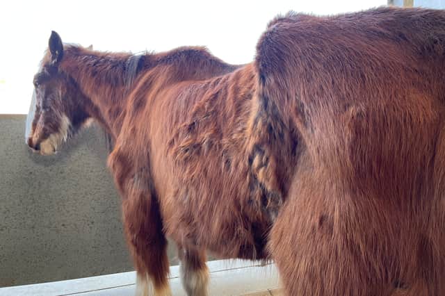 Seamus had been left to starve in a field with no grass (Photo: World Horse Welfare, Supplied)