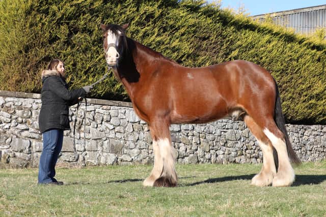 After eight months of rehabilitation, he is now happy and healthy with new owner Nikky (Photo: World Horse Welfare/Supplied)