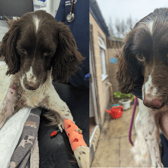 The RSPCA is trying to find out where the young spaniel came from (Photo: RSPCA/Supplied)