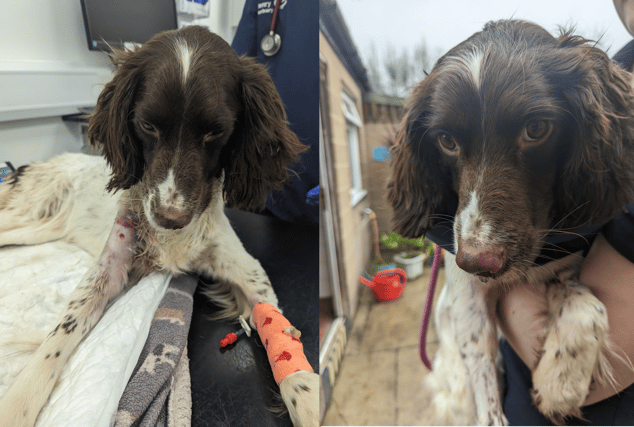 The RSPCA is trying to find out where the young spaniel came from (Photo: RSPCA/Supplied)