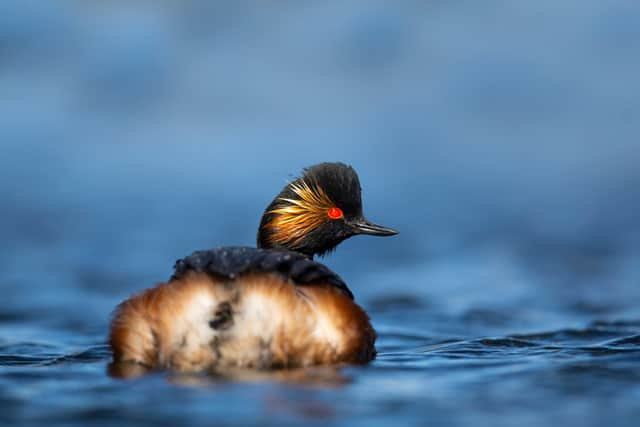 The small waterbirds have a distinctive appearance (Photo: Ben Andrew/RSPB)