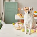 Chocolate eggs aren't the only Easter treat dangerous to pups (Photo: Adobe Stock)