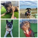 Dogs Daphney, Bruno, Storm, Tigger and Pepper are looking for a forever home