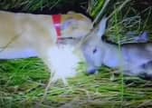 Distressing footage of a dog attacking a deer released after owner Sampson Richards sentenced. Picture: SWNS
