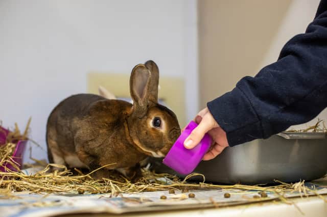 Rabbits have complex dietary and housing needs (Photo: RSPCA/Supplied)