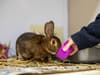 Pets at Home: Why have rabbit sales been 'paused' over the Easter holiday?