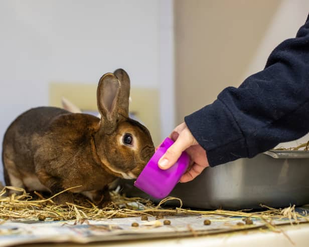 Rabbits have complex dietary and housing needs (Photo: RSPCA/Supplied)