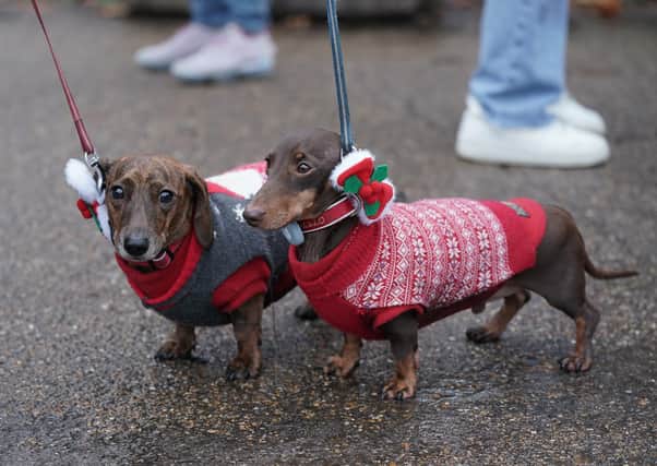 Germany's new law aims to end breeding for extreme features, which could impact breeds like the dachshund (Photo: PA Wire)