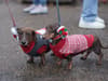 Is Germany planning to ban dachshunds? New animal welfare legislation could impact beloved sausage dogs