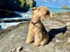 Bertie the Lakeland Terrier: UK pup's bid to find new dog walker drives him to social media stardom