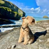 Bertie the Lakeland terrier has become a social media star (Photo: Philip Stader  / SWNS)