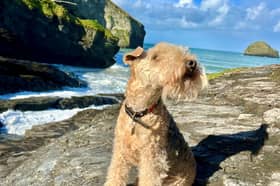 Bertie the Lakeland terrier has become a social media star (Photo: Philip Stader  / SWNS)
