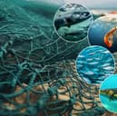 The Marine Conservation Society is urging Brits to branch out from cod, tuna, haddock, salmon and prawns, for sustainability (NationalWorld/Adobe Stock)