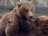 Wrestling bears caught on camera tussling at Scottish zoo