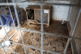 Many dogs were found to be living in poor conditions in a garage (Photo: RSPCA/Supplied)