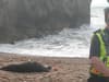 Seal safety: Safety tips for encountering sunbathing seals - after police close off Dorset beach