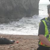 A police officer next to a seal sunbathing on Durdle Door beach (Photo: Purbeck Police/SWNS)