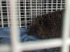 Wildlife rescue: 'Chunky' hedgehog freed from drain - after creative RSPCA rescue mission