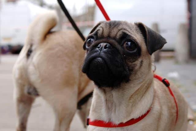 MPs are calling on the government to crack down on "designer" dog clinics, linked to social media popularising breeds with extreme features like pugs (Photo: Clara Molden/PA Wire)
