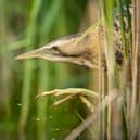 Bitterns are highly secretive and can be hard to spot (Photo: Ben Andrew/RSPB)