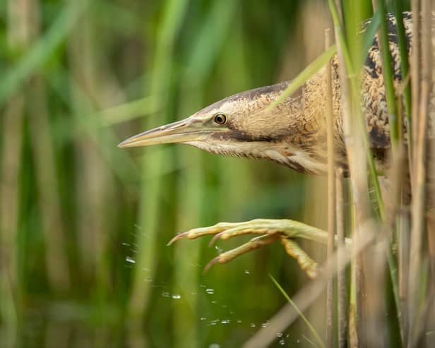 Bitterns are highly secretive and can be hard to spot (Photo: Ben Andrew/RSPB)