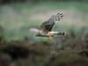 RSPB hen harrier survey: Illegal killings still cast shadow over future of one of UK's rarest birds of prey