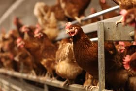 A 21-year-old student has died of a bird flu strain found in the UK days after noticing a new cough. (Photo: Getty Images)