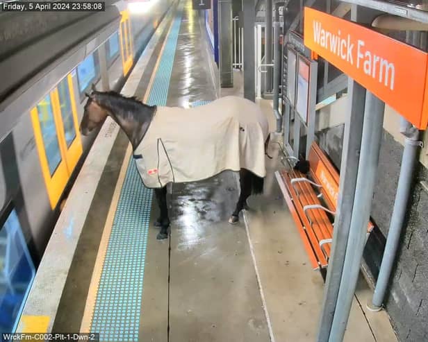 Escaped horse waits for train.