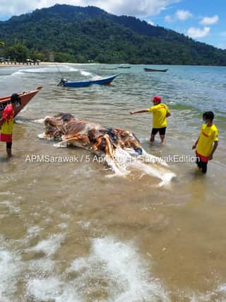 A giant 6ft-long sea creature called the “globster” washed up on a local beach in Malaysia horrifying locals. (Photo: Sarawak Edition/Facebook)