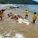 A giant 6ft-long sea creature called the “globster” washed up on a local beach in Malaysia horrifying locals. (Photo: Sarawak Edition/Facebook)