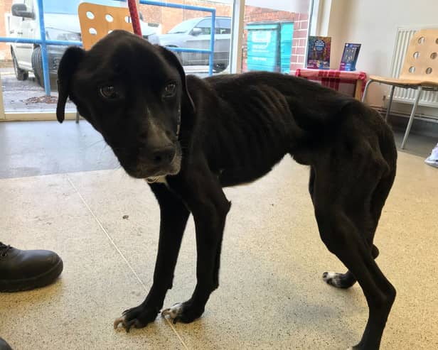 Both of the dogs are believed to have been starved for some time, possibly months (Photo: RSPCA/Supplied)