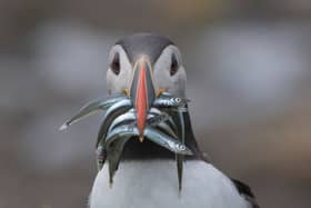 Conservationists hope to see puffins with beaks full of sandeels this season, after the government ended commercial fishing of the species (Photo: Chrys Mellor/RSPB)